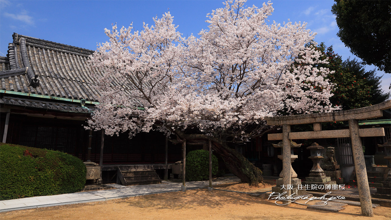 往生院の桜 壁紙