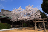 往生院の桜