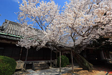往生院の薄墨桜