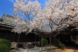 往生院の薄墨桜