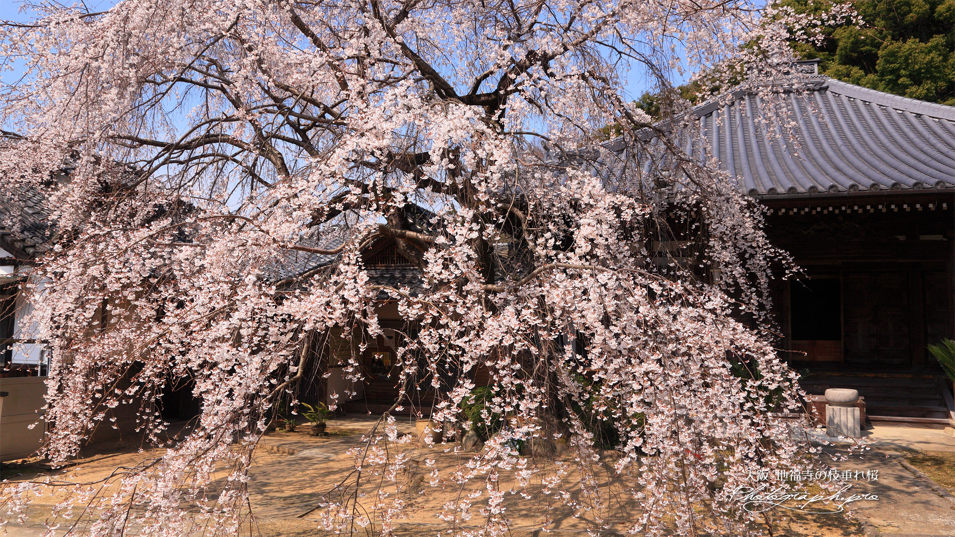 地福寺のシダレザクラ