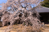 地福寺のシダレザクラ