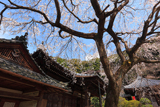地福寺のしだれ桜