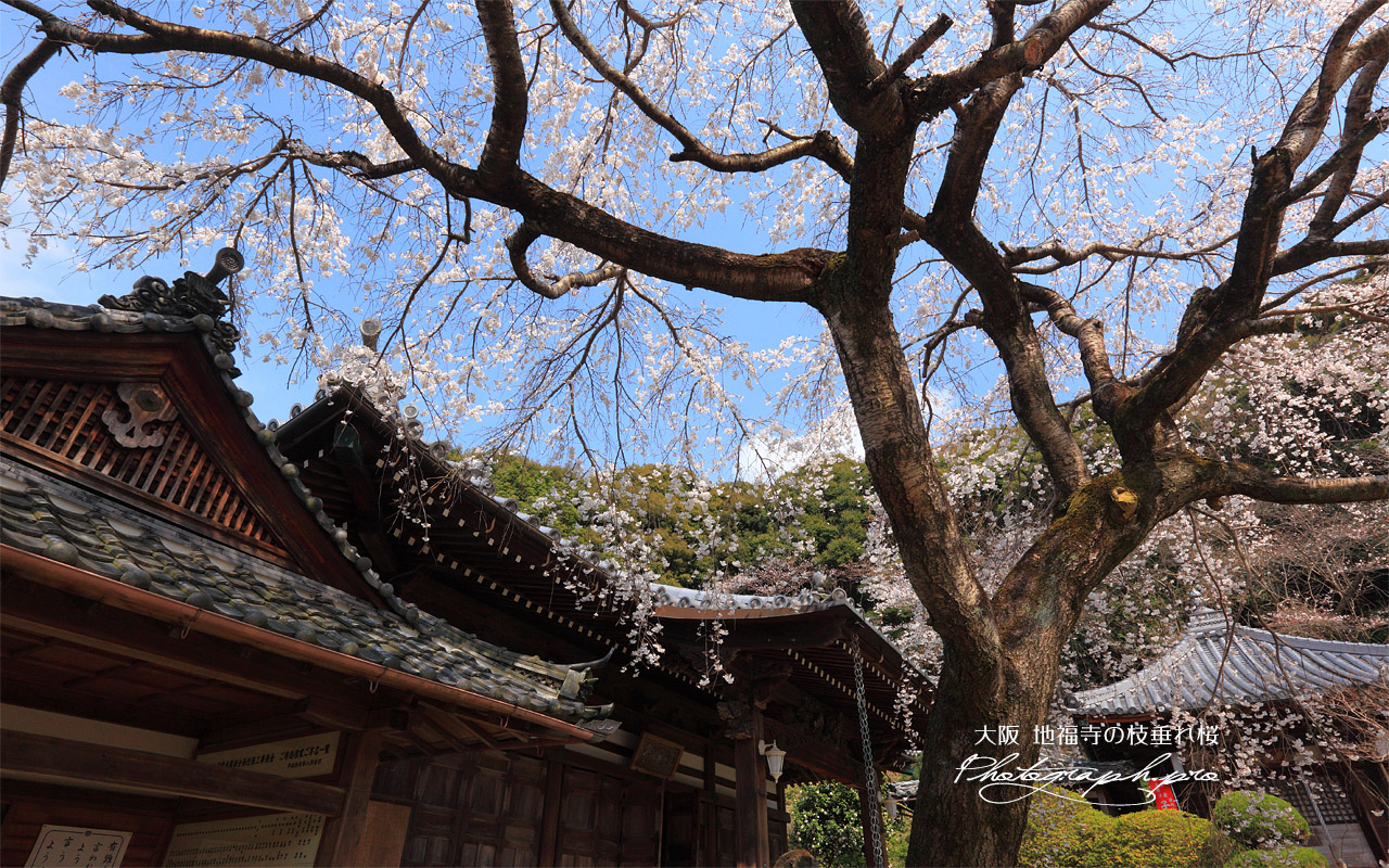 地福寺のしだれ桜 壁紙
