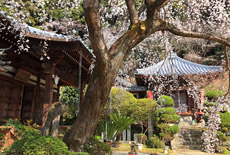 地福寺の枝垂れ桜
