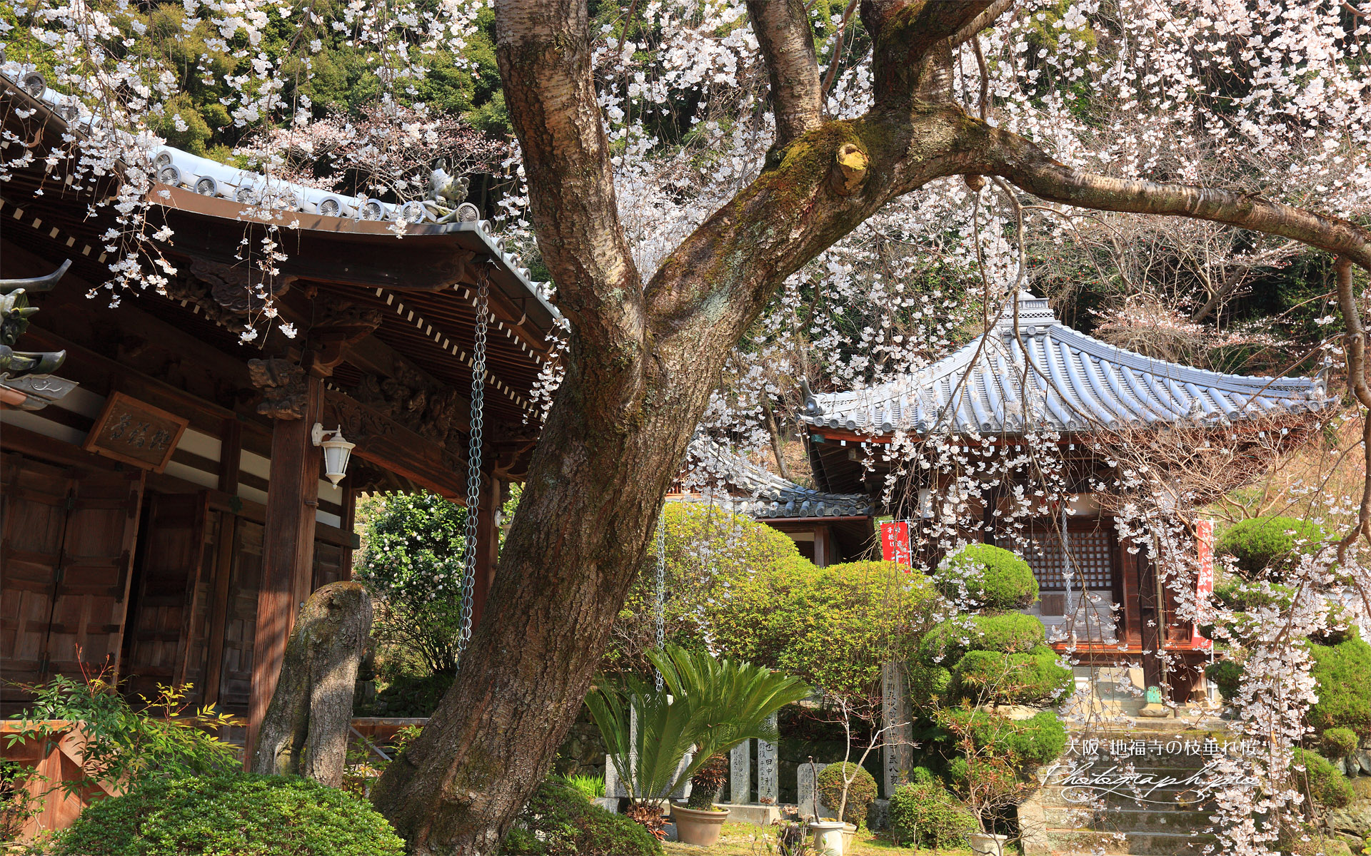 地福寺の枝垂れ桜