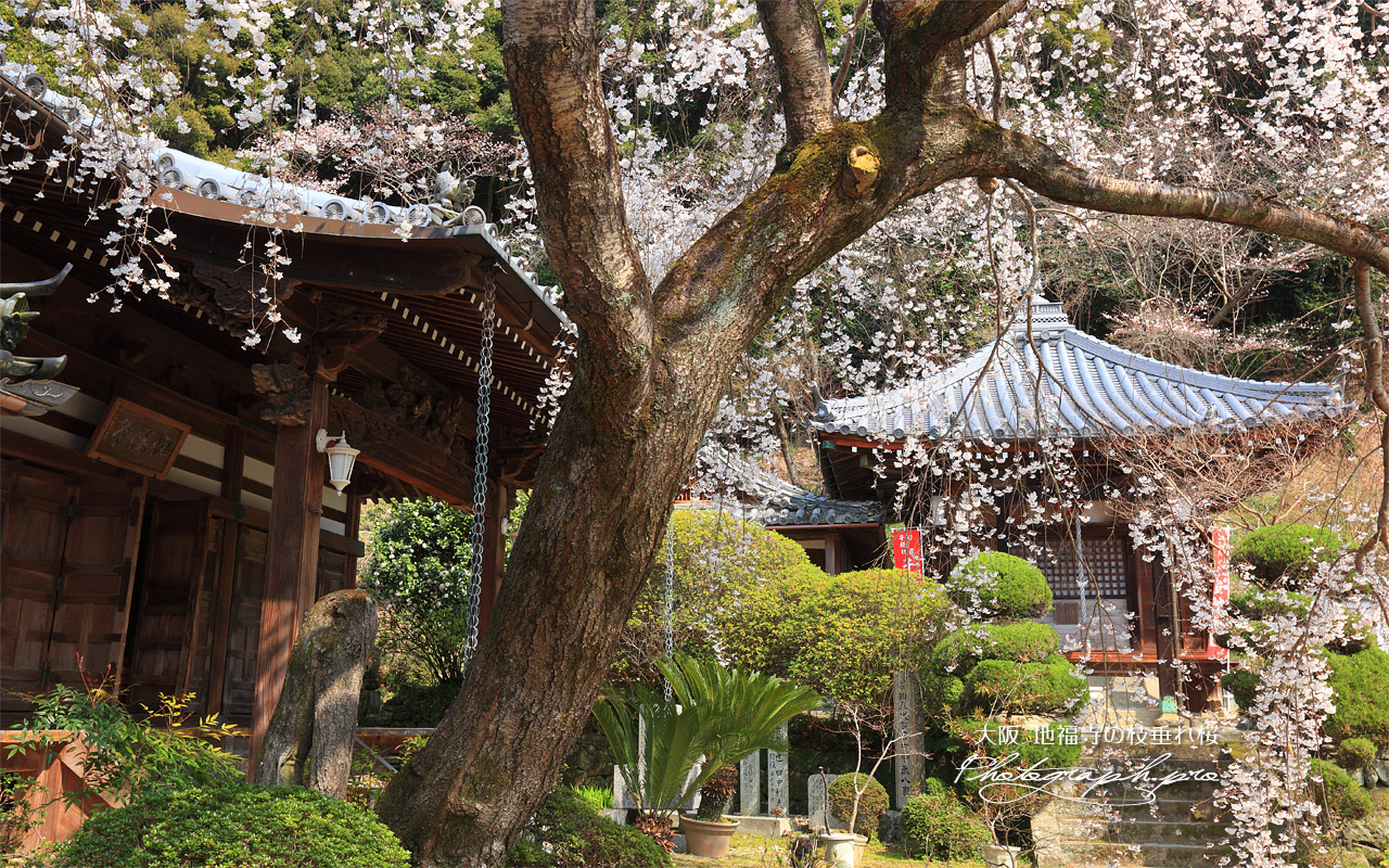 地福寺の枝垂れ桜 壁紙