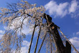 根来寺のしだれ桜