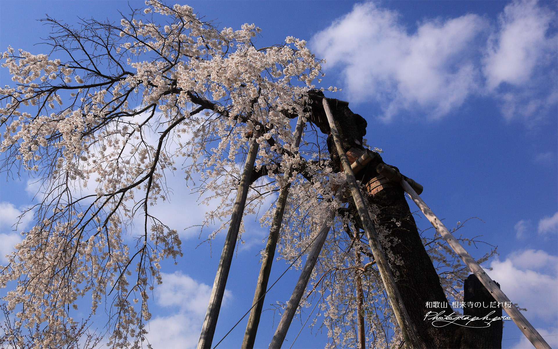 根来寺のしだれ桜