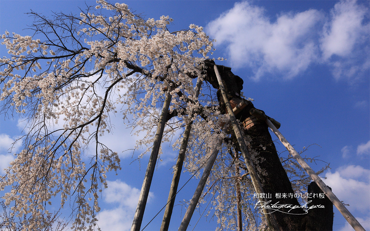 根来寺のしだれ桜 壁紙