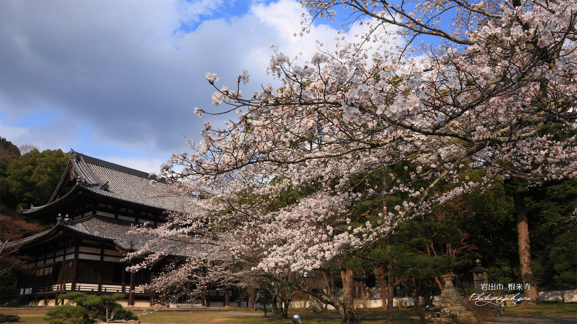 根来寺の桜 大伝法堂