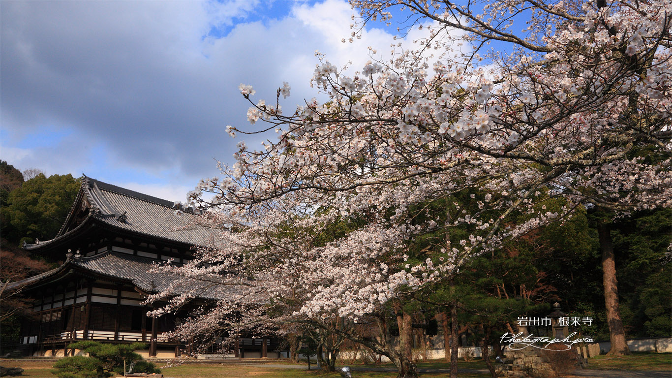 根来寺の桜 大伝法堂 壁紙