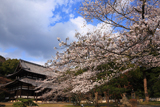 根来寺の桜 大伝法堂