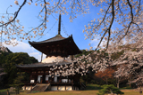 根来寺の桜