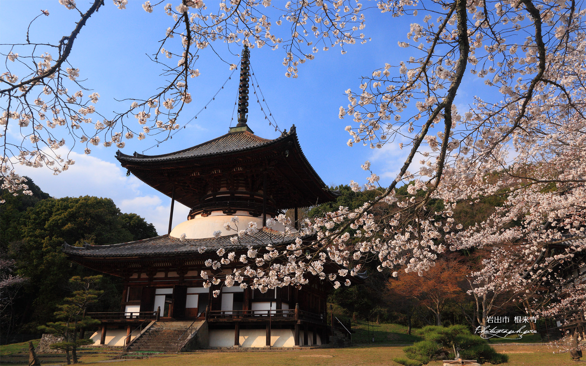 根来寺の桜 国宝大塔