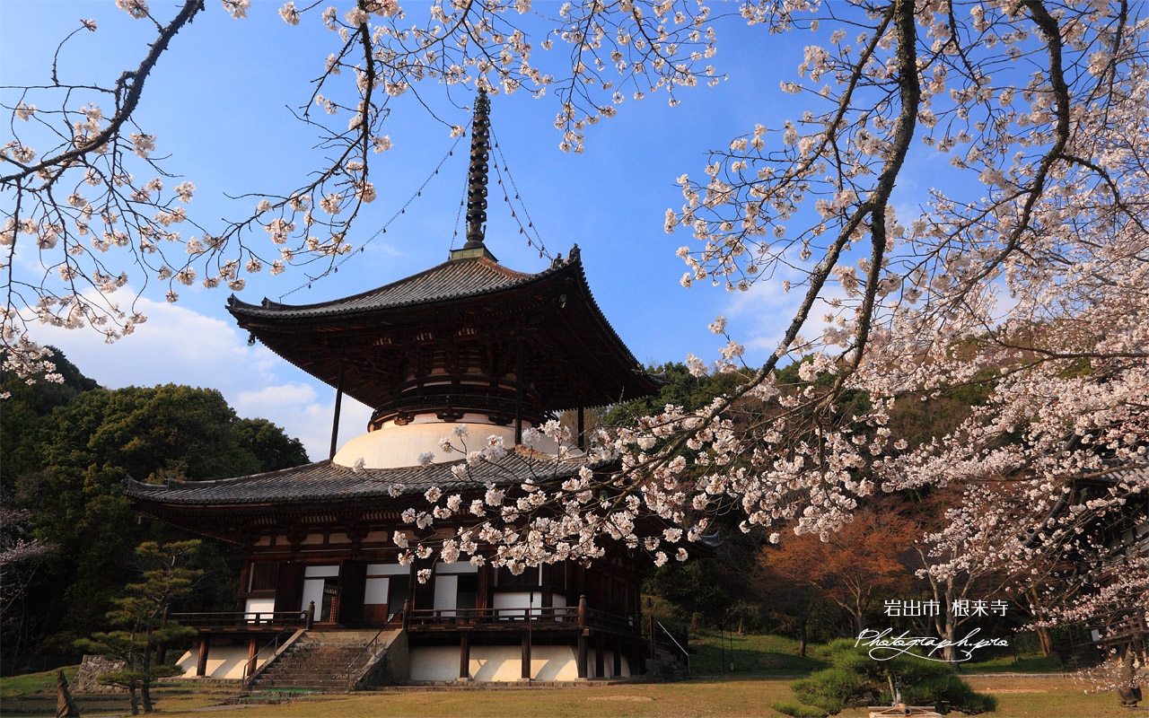根来寺の桜 国宝大塔 壁紙