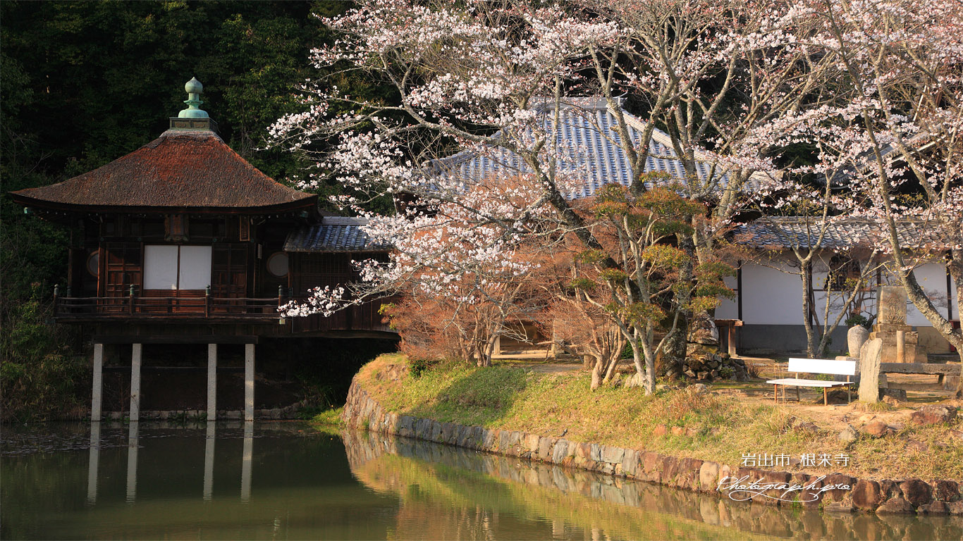 根来寺の桜 聖天堂 壁紙