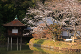 根来寺の桜 聖天堂