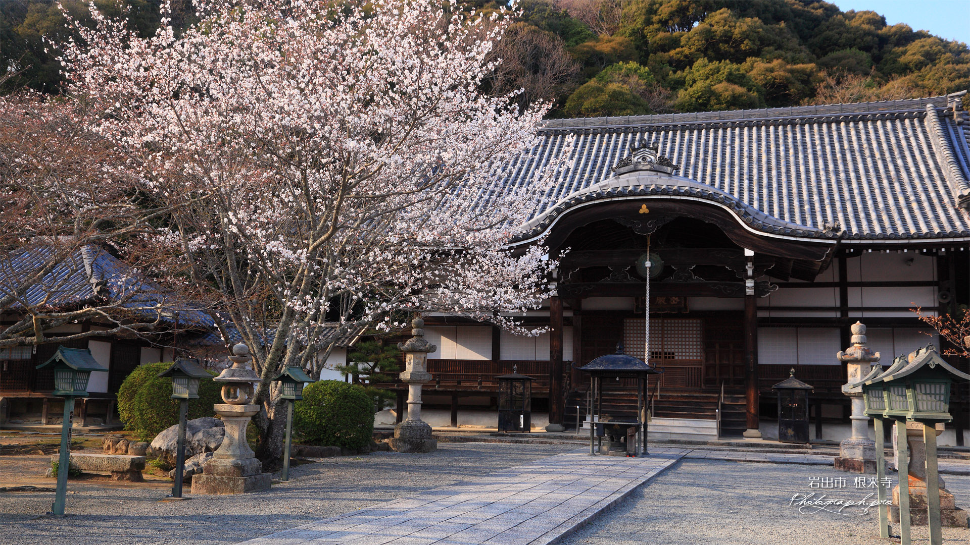 根来寺の桜 光明真言殿