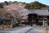 根来寺の桜 光明真言殿
