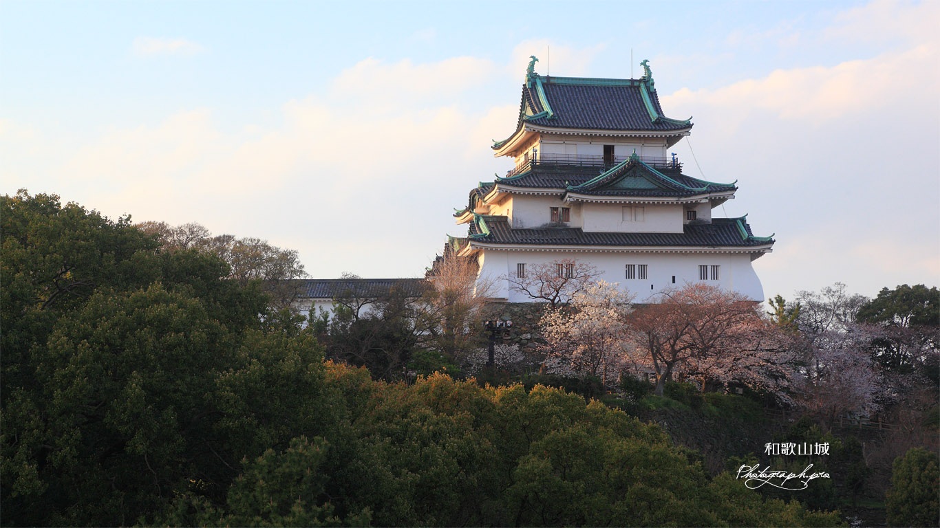 和歌山城の桜 壁紙