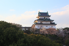 和歌山城の桜