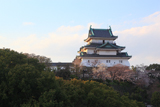 和歌山城の桜