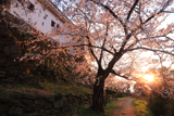 和歌山城の桜