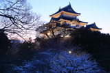 和歌山城の桜