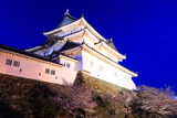 和歌山城の桜
