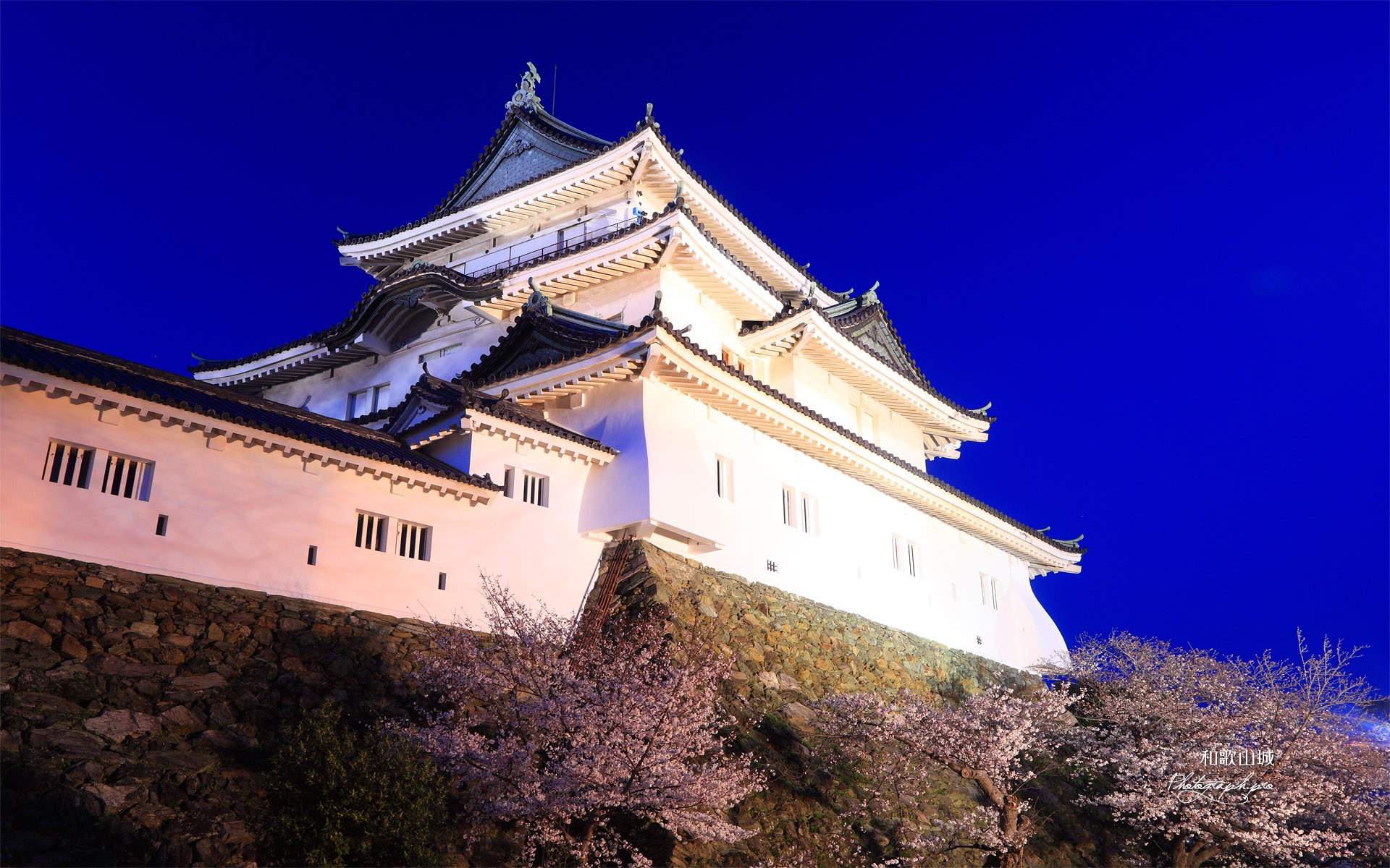 和歌山城の桜