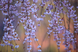 弥三吉桜