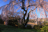 新住の枝垂桜