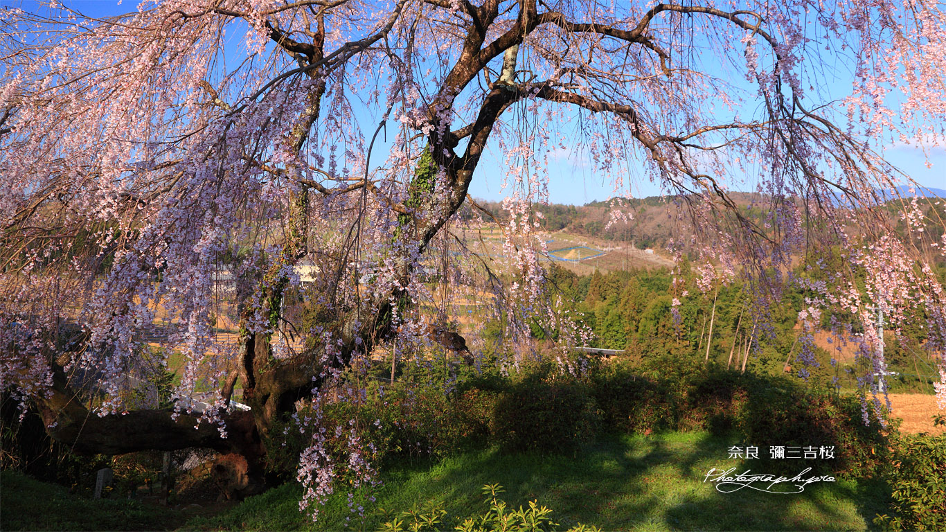 彌三吉桜 壁紙