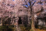 専称寺のしだれざくら