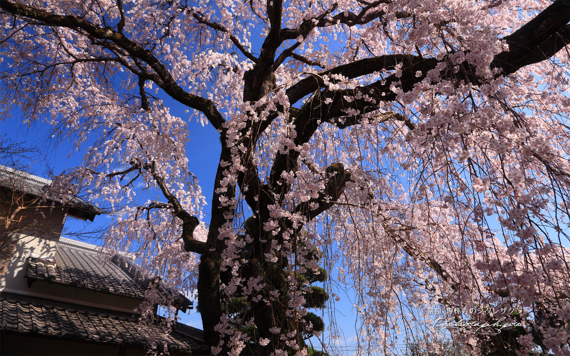 専称寺のサクラ