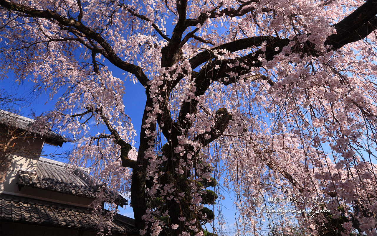専称寺のサクラ 壁紙