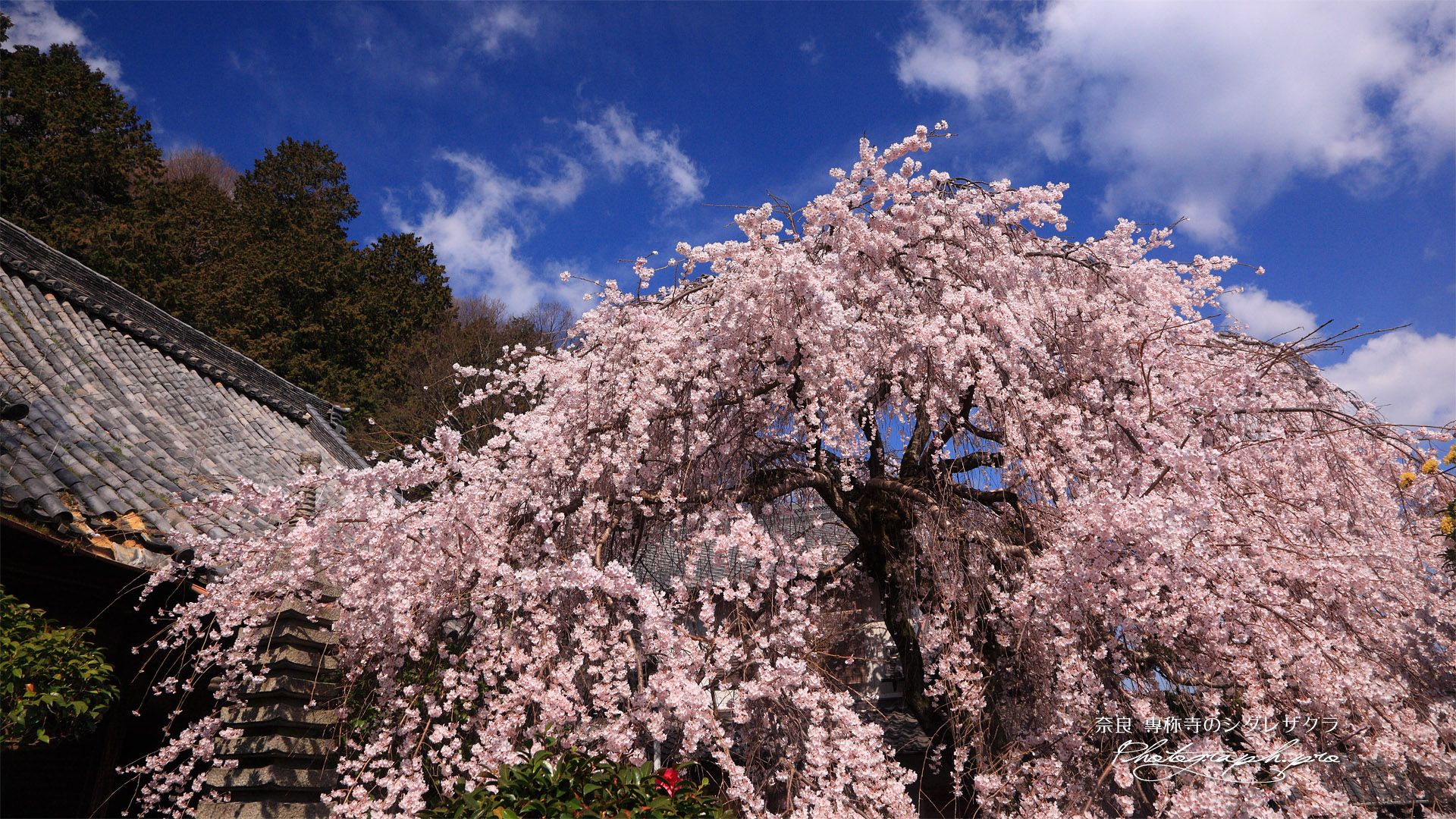 専称寺の桜