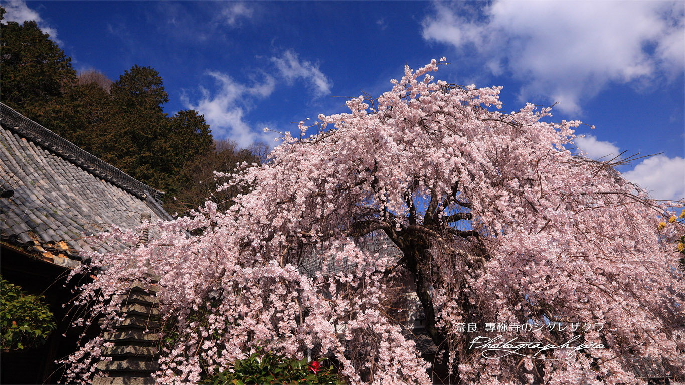 専称寺の桜 壁紙