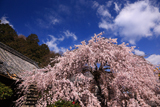 専称寺の桜