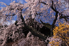 當麻寺護念院のしだれ桜