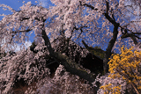 當麻寺護念院のしだれ桜