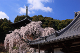 當麻寺護念院の枝垂桜
