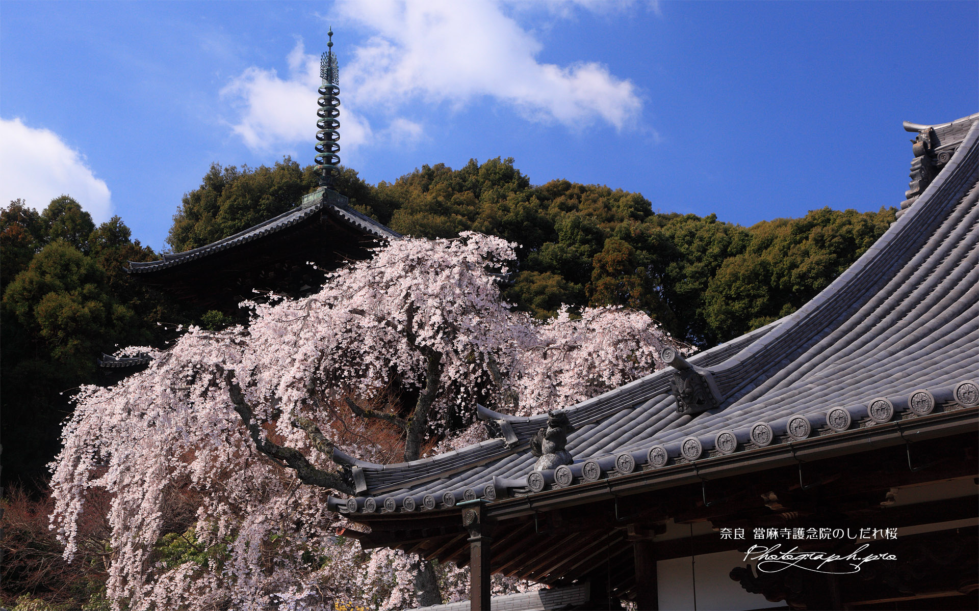 當麻寺護念院の枝垂桜