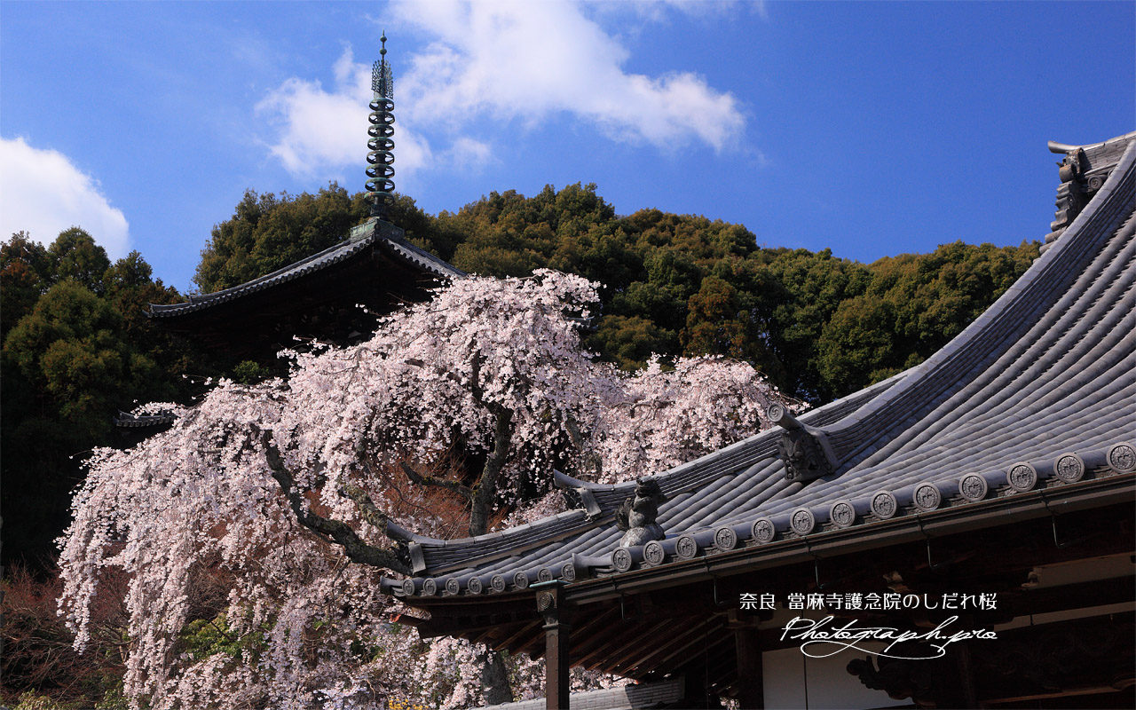 當麻寺護念院の枝垂桜 壁紙