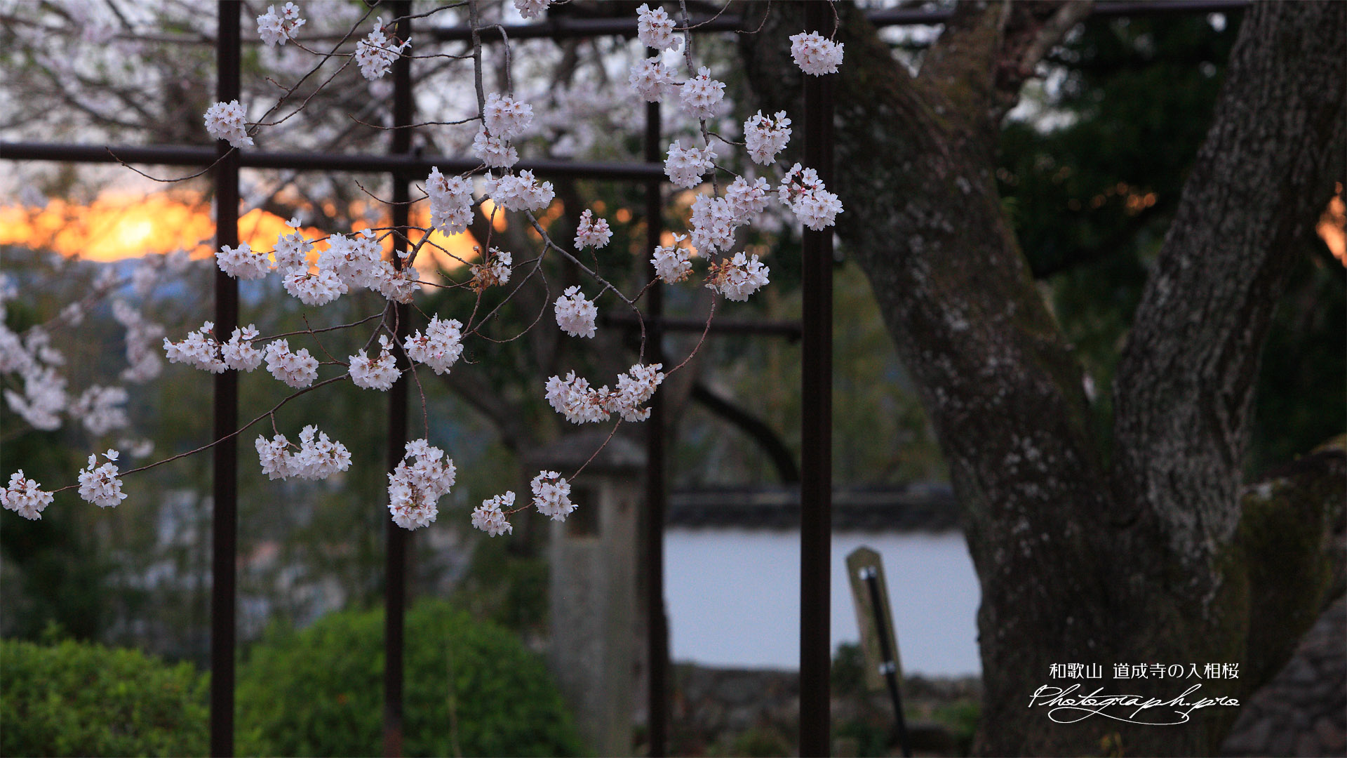 入相桜