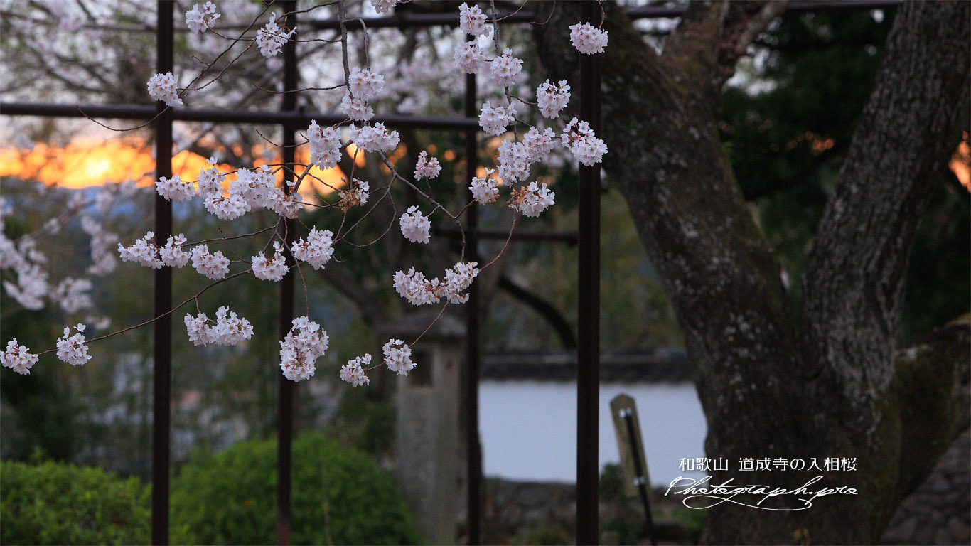 入相桜 壁紙