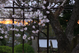 入相桜