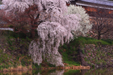 大和郡山城跡の桜
