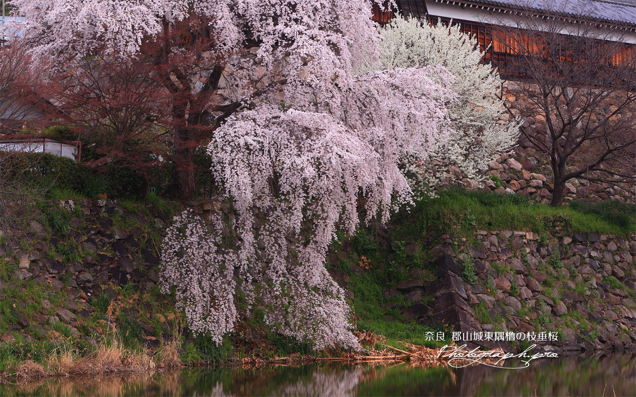 郡山城東隅櫓のしだれ桜 壁紙